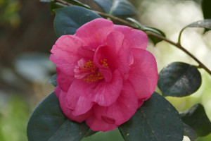 Camellia japonica Drama Girl   